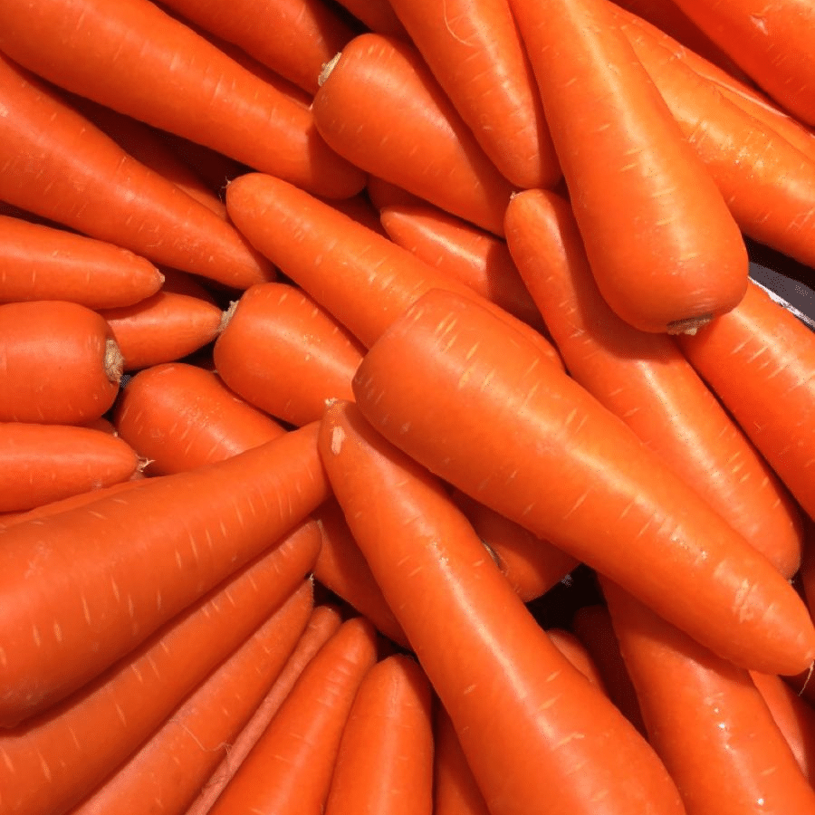 Carottes fraîches marocaines pour l'export