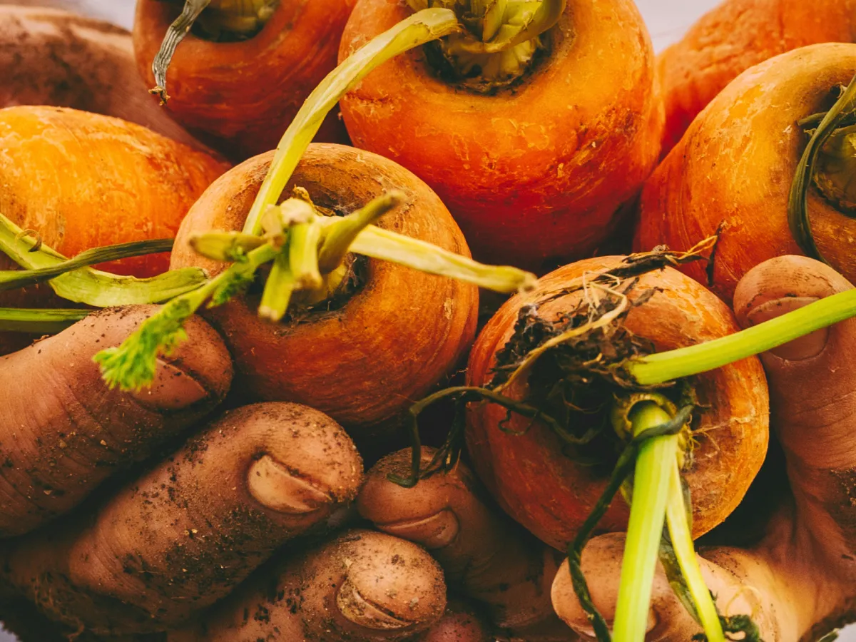 Carottes fraîches lavées en vrac
